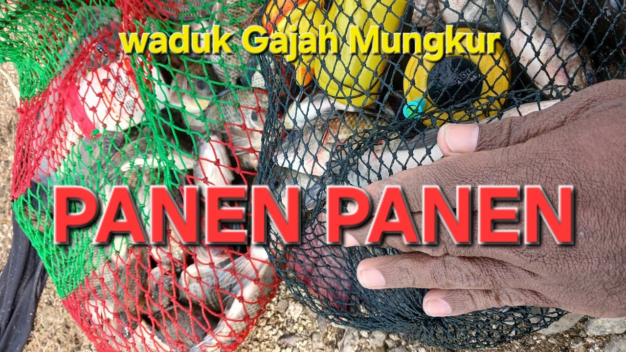 SPOT IKAN MAKAN LAHAP SAAT HUJAN ⁉️ Panen Besar #wgm#wadukgajahmungkur #mancing #mancingdiwaduk