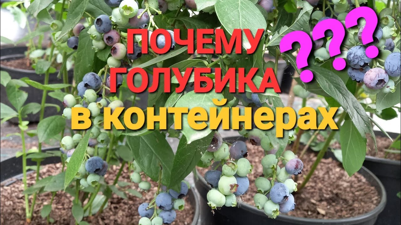 Голубика в контейнерах???