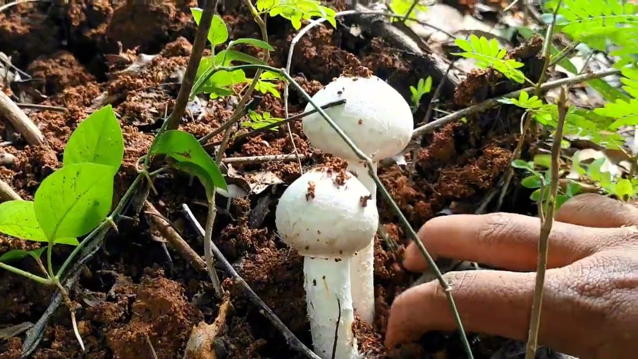 రియల్ (పుట్టగొడుగుల) 🍄 The Secret Life of Mushrooms: Nature’s Hidden Superheroes #mushroom #telugu #