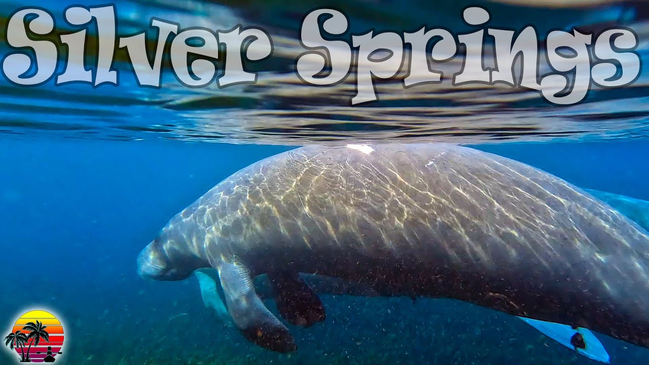 Manatee at Silver Springs