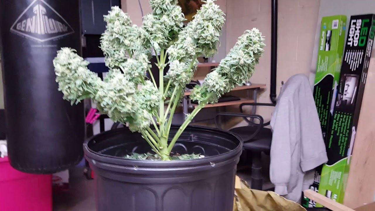 1st time cannabis grow.. chronic ryder here
