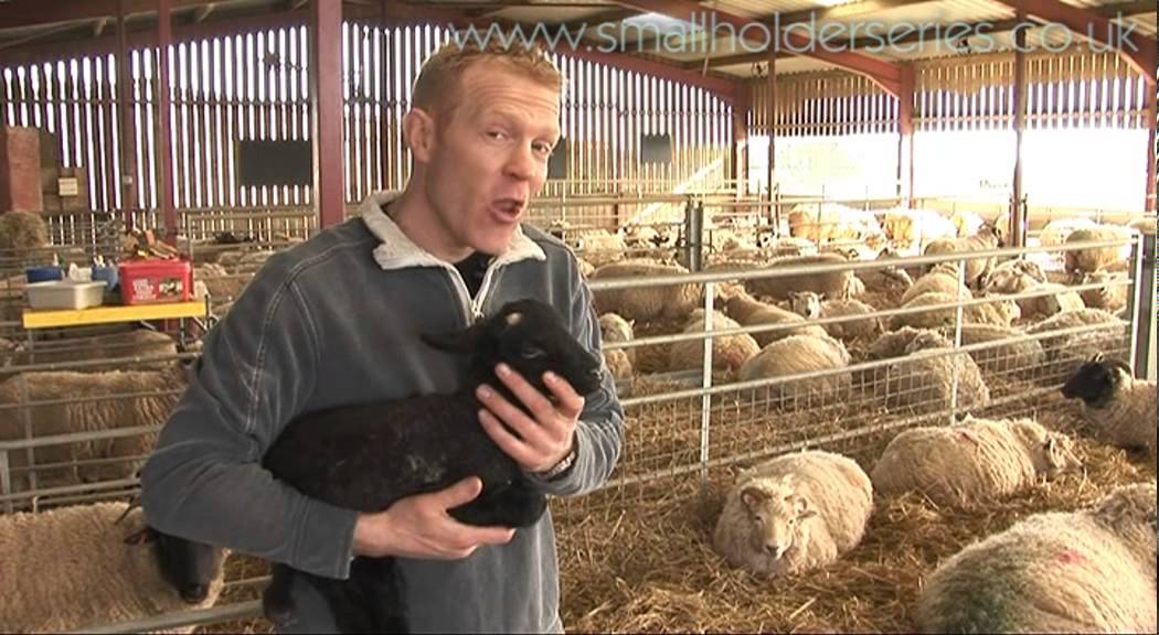 Normal Lambing with Adam Henson