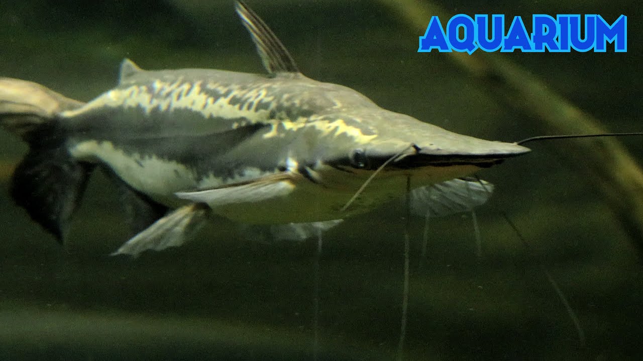 Cucharón 4K (Sorubim lima) Blanquillo, Cucharita, Lija,Paletón,Patí zapatilla,Pico de tato,Shiripira