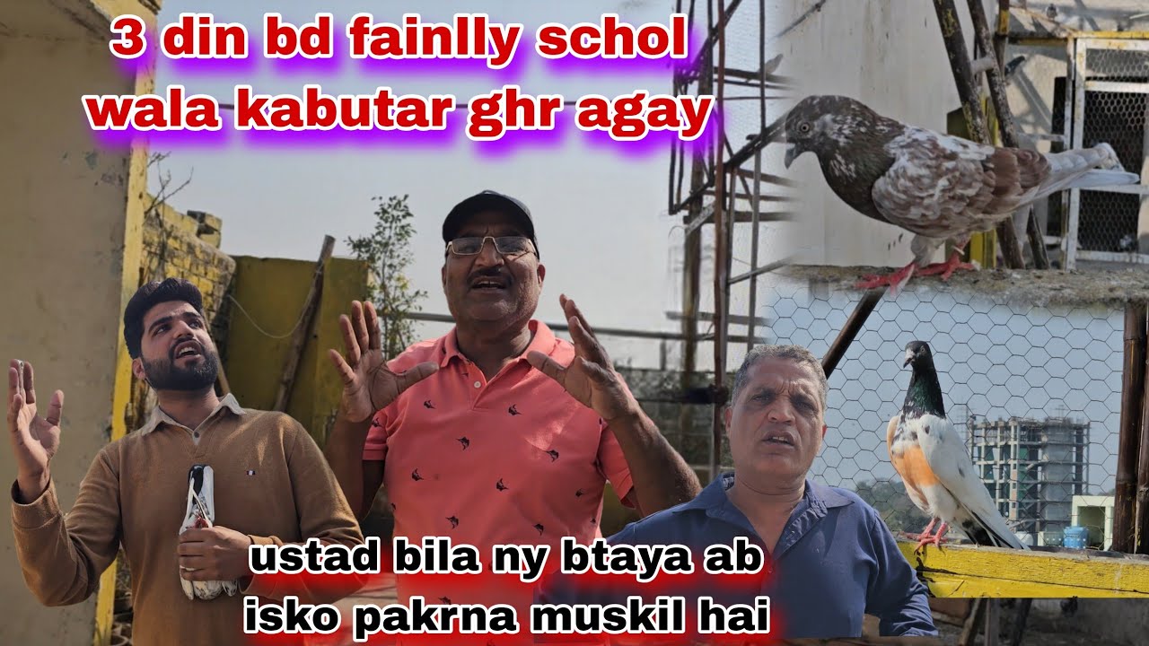 3 din bd fainlly school wala kabutar khudi ghr agaya😯ustad bila ny btaya ab iski parwaz shuru hai