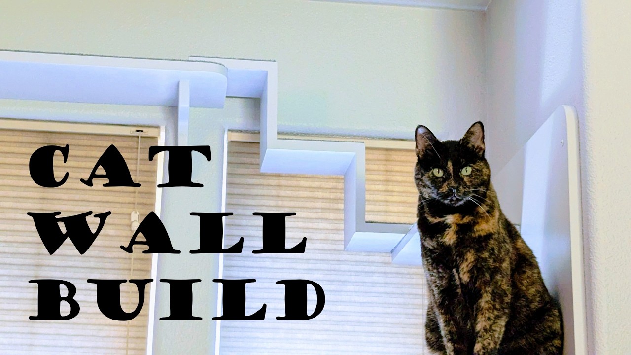 Building a Cat Wall for a Cool Cat