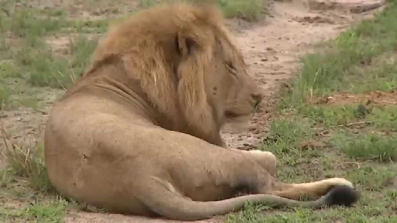 Five Male Lions -The Birmingham Boys