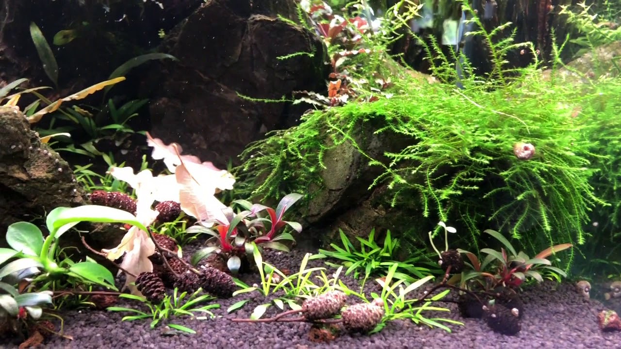 Scape und Apistogramma #Scape #Apistogramma #nijsseni #caetei #hoignei