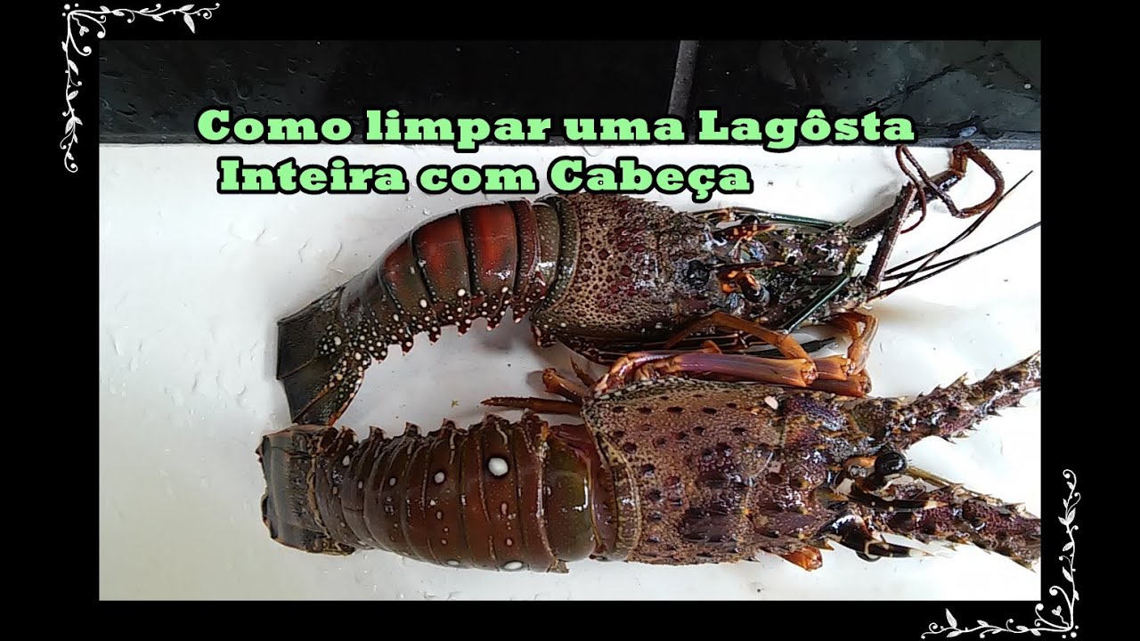 Como limpar lagosta de uma Forma f&aacute;cil e pouca Agua