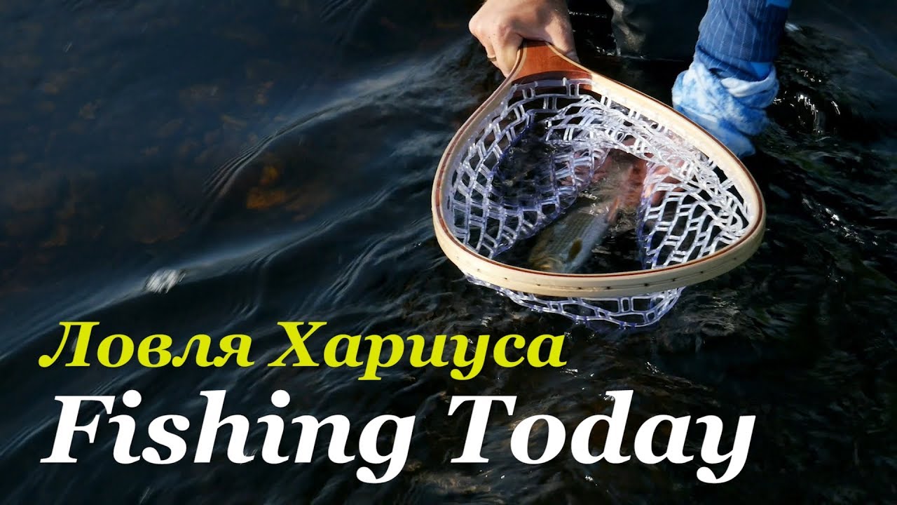 Погнали за хариусом! Ультралайт - спиннинг. Снасти, приманки, проводки! - Fishing Today