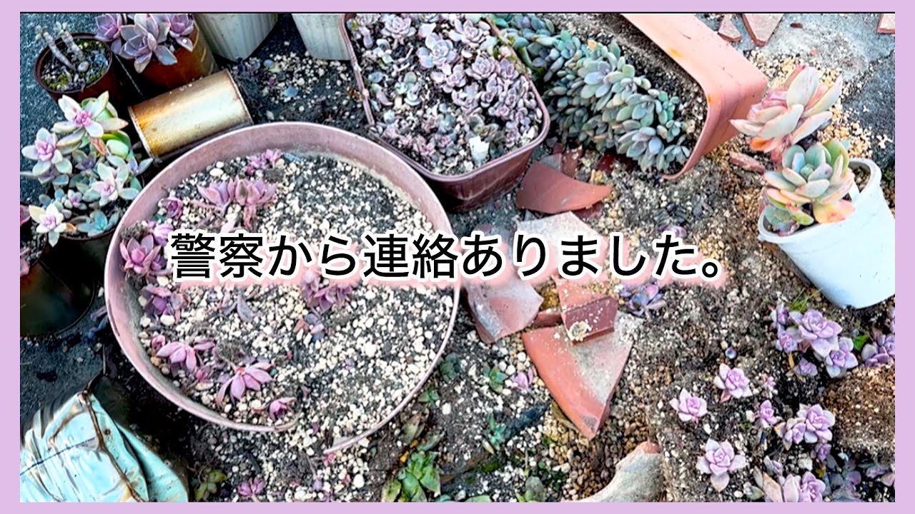 [多肉植物geee]警察から連絡がありました。