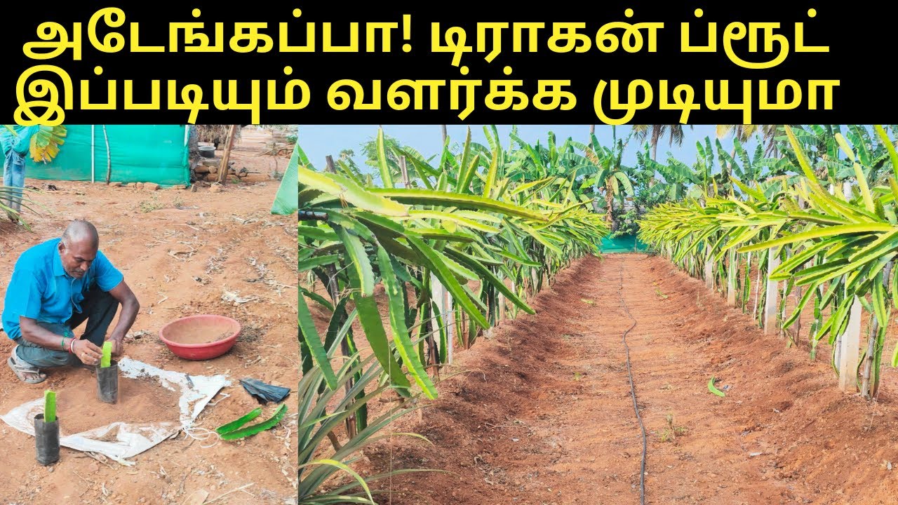 டிராகன் ப்ரூட் இப்படியும் வளர்க்க முடியுமா |Dragon fruit farming in tamil |  verukkuneer