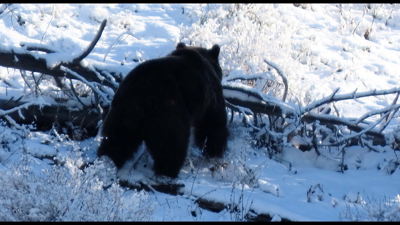 The Magic Grizzly Bear on the Bighorn Trail - Yellowstone National Park