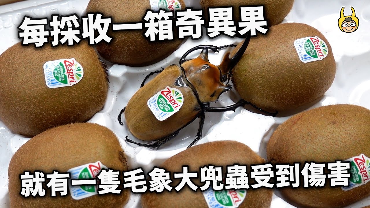放開那顆奇異果！毛象大兜蟲收成時刻，超肥雞母蟲登場【飼育屋】