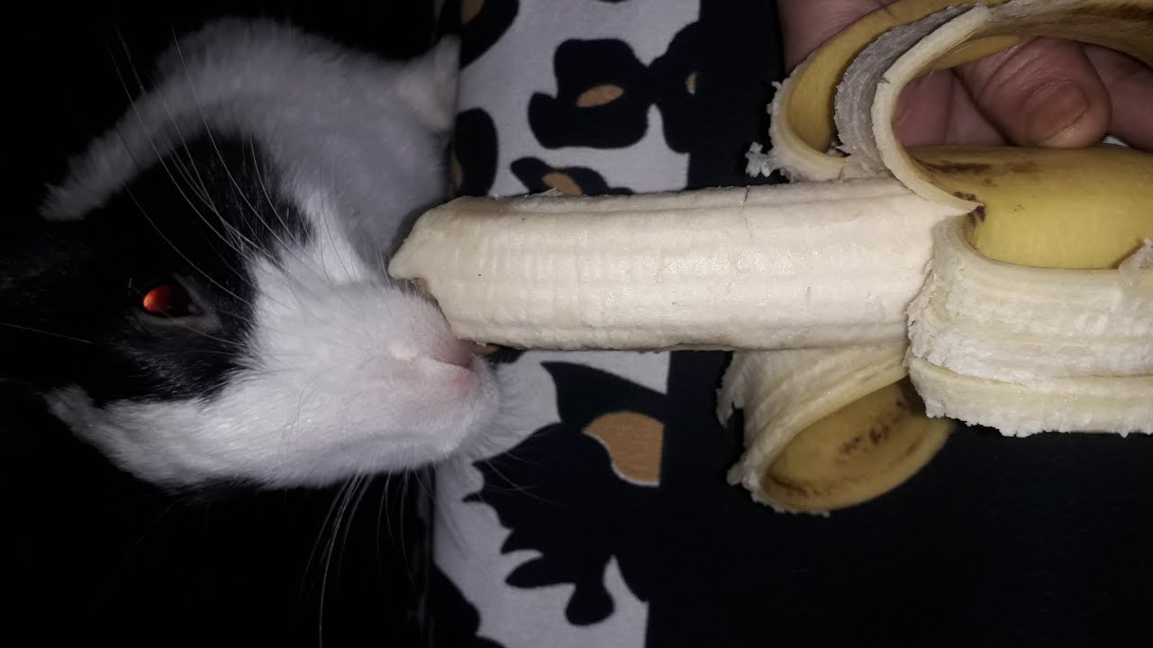 Rabbit Eating Banana || Looking So Sweet || My Happy|| ❤