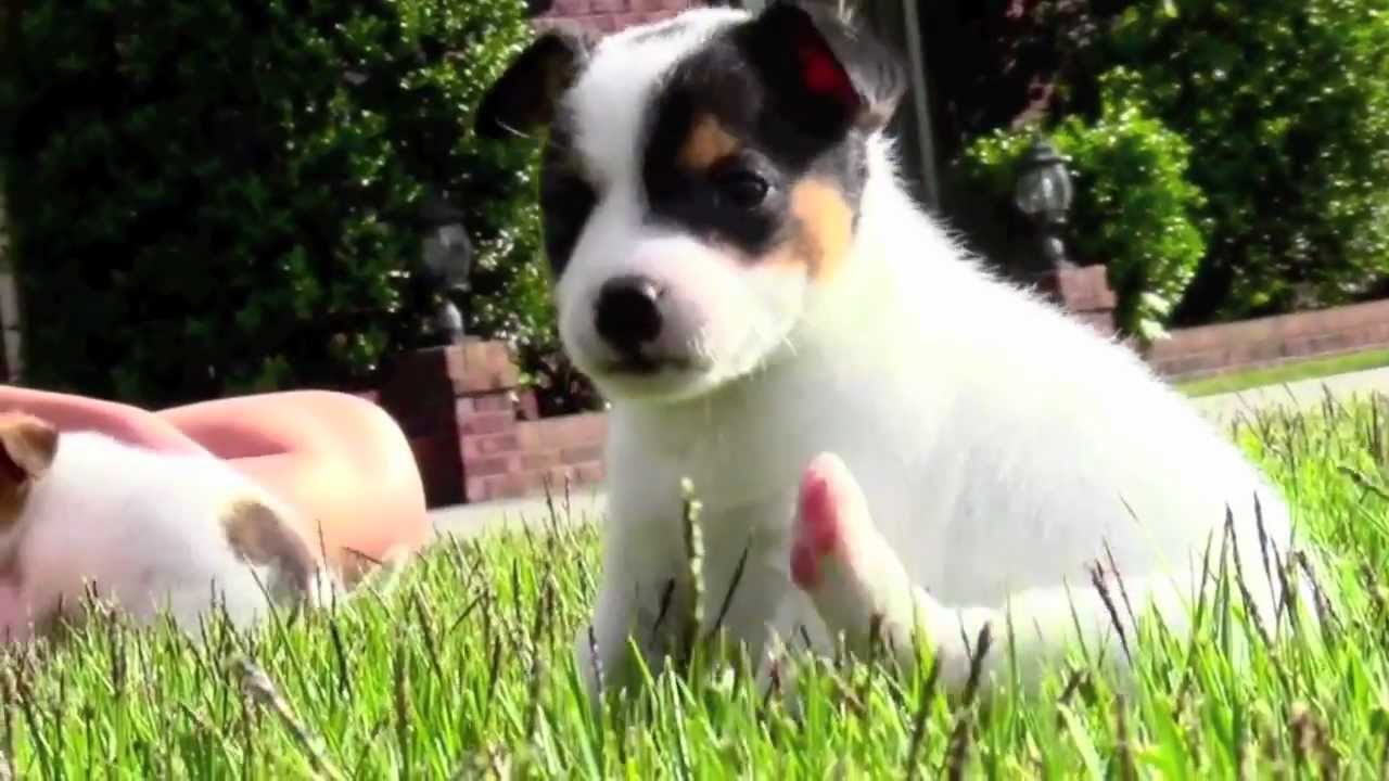 Rat Terrier / Chihuahua Puppies