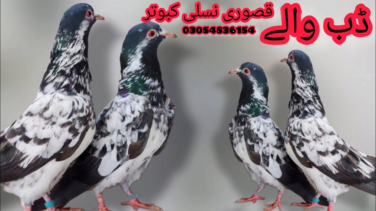 Dub walay blood eyes 💯% peur quality kabooter + chaudhry walay breeder setup lahore