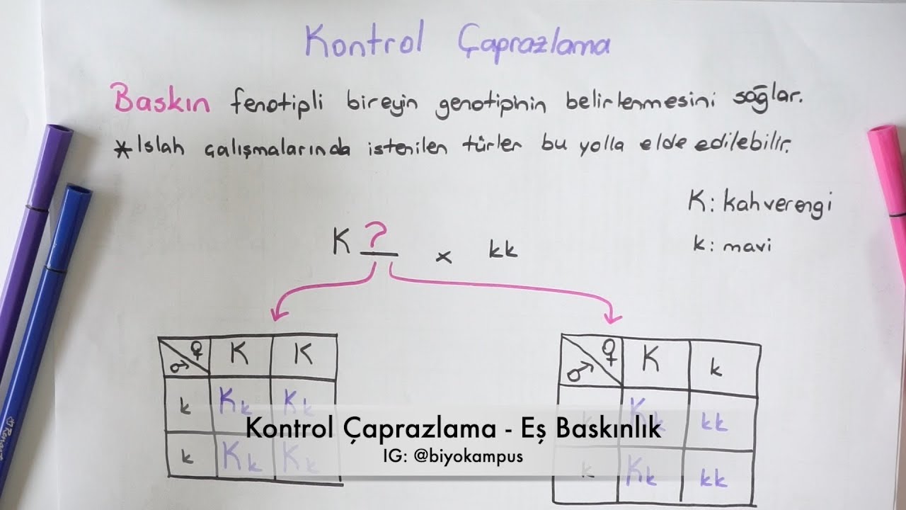 Kalıtım 10. Sınıf | Kontrol Çaprazlaması ve Eş Baskınlık