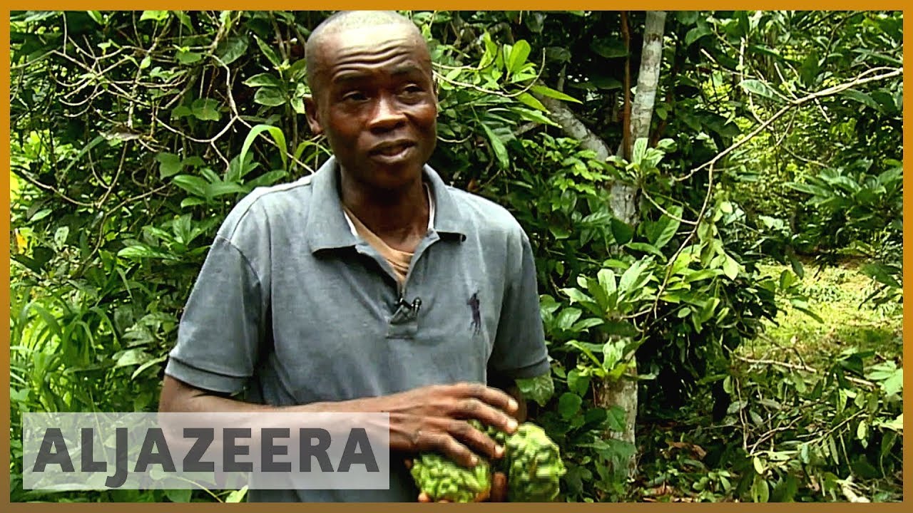 Researchers help improve Ivory Coast's kola nut exports