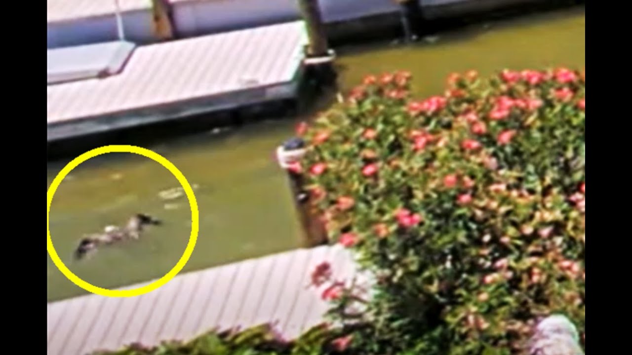 7/4/24 Captiva Ospreys:  Darling is too exhausted to fly out of the water, and is rescued !