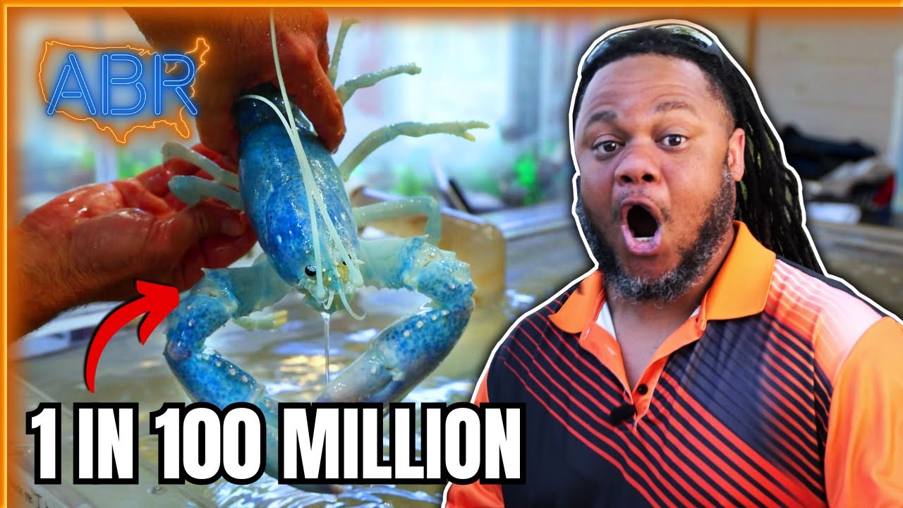 They Have The Rarest Lobster in the World | Bar Harbor Lobster Pound | Bar Harbor, ME