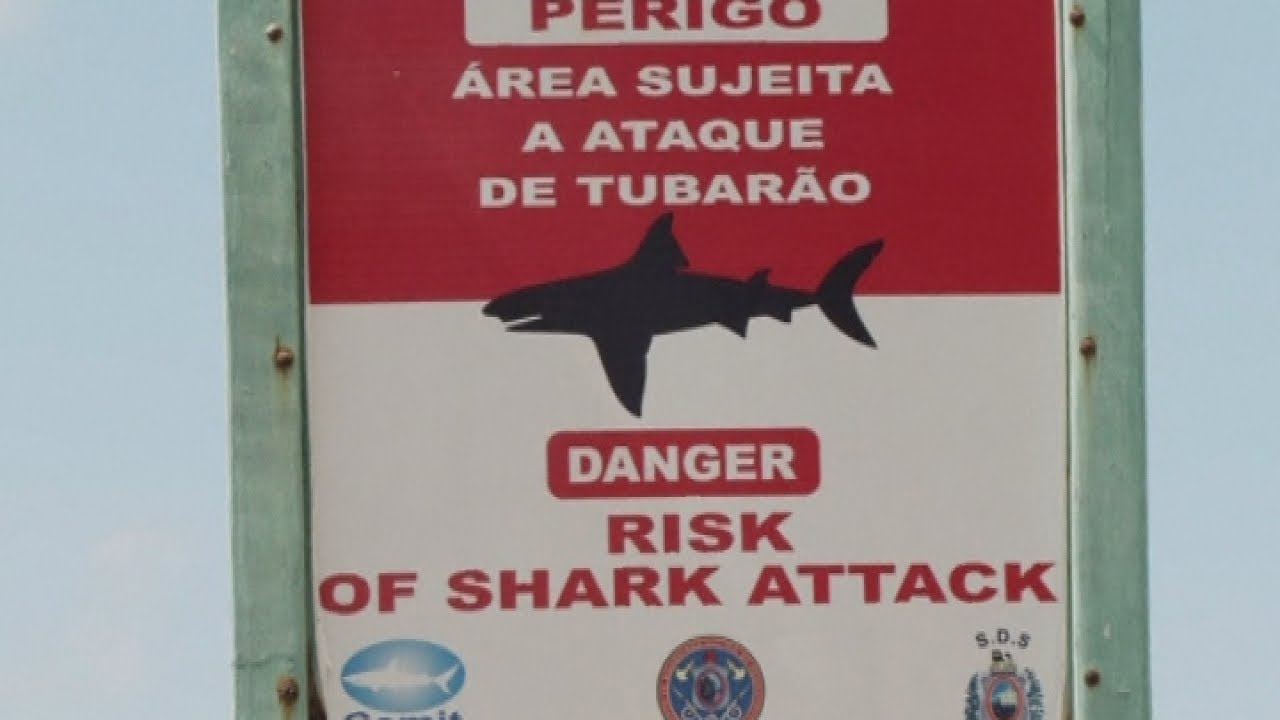 Shark Warning: Lifeguards warn of World Cup shark attack risk in Recife