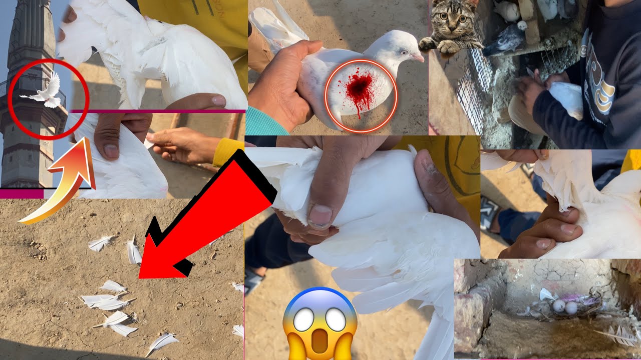 Ajj kabuter ke kundee kich dya ❤️ #trending #viralvideo #youtubevideo #kabootar 