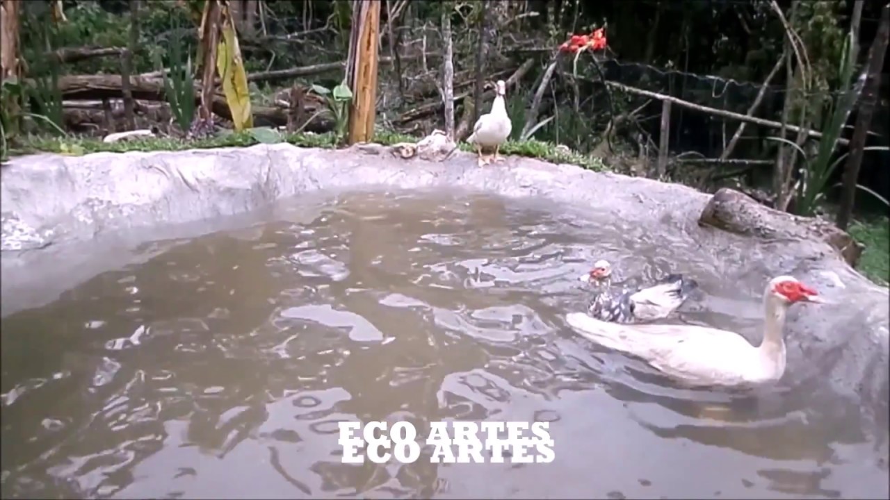 Duck Pond Project / Proyecto estanque de patos 80029