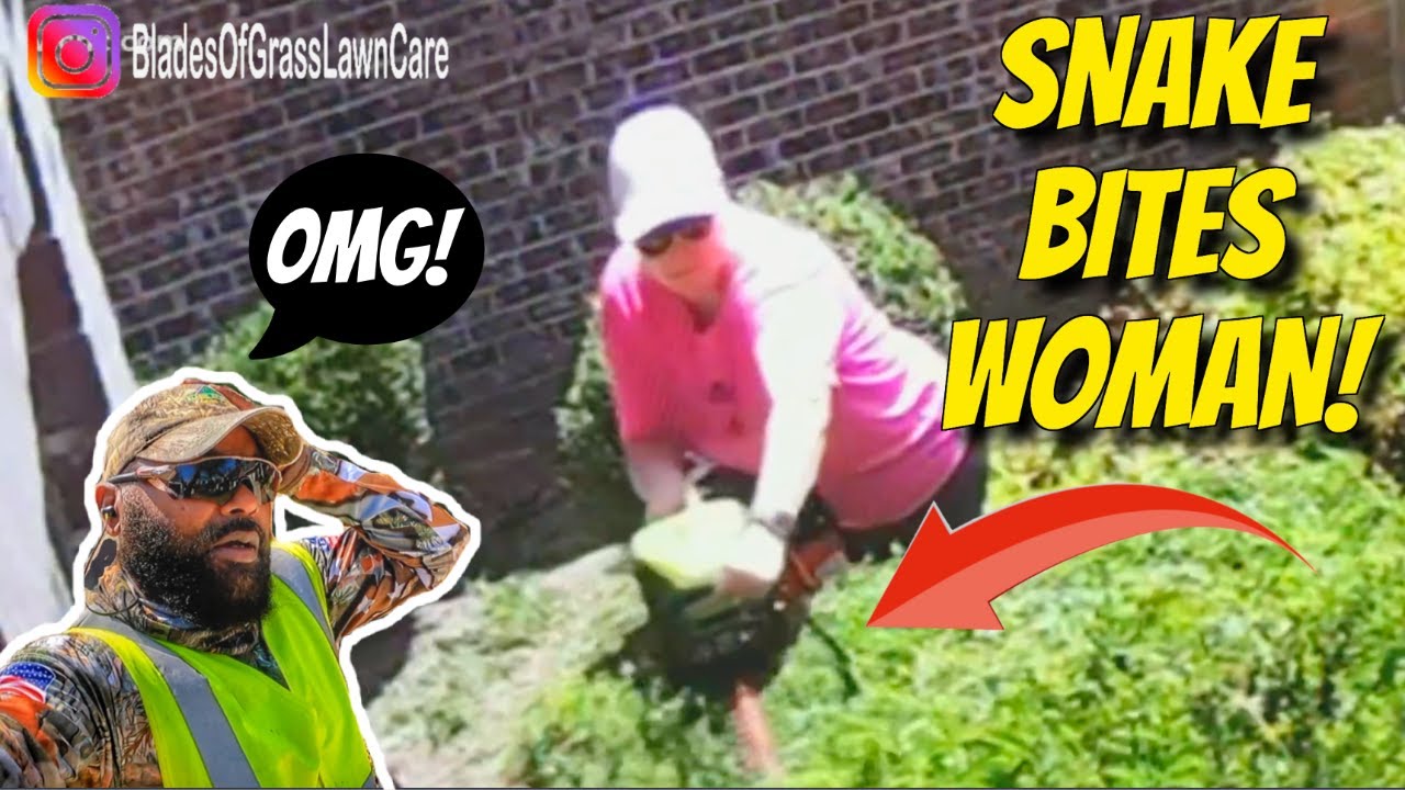 Snake bites woman while trimming her bushes!