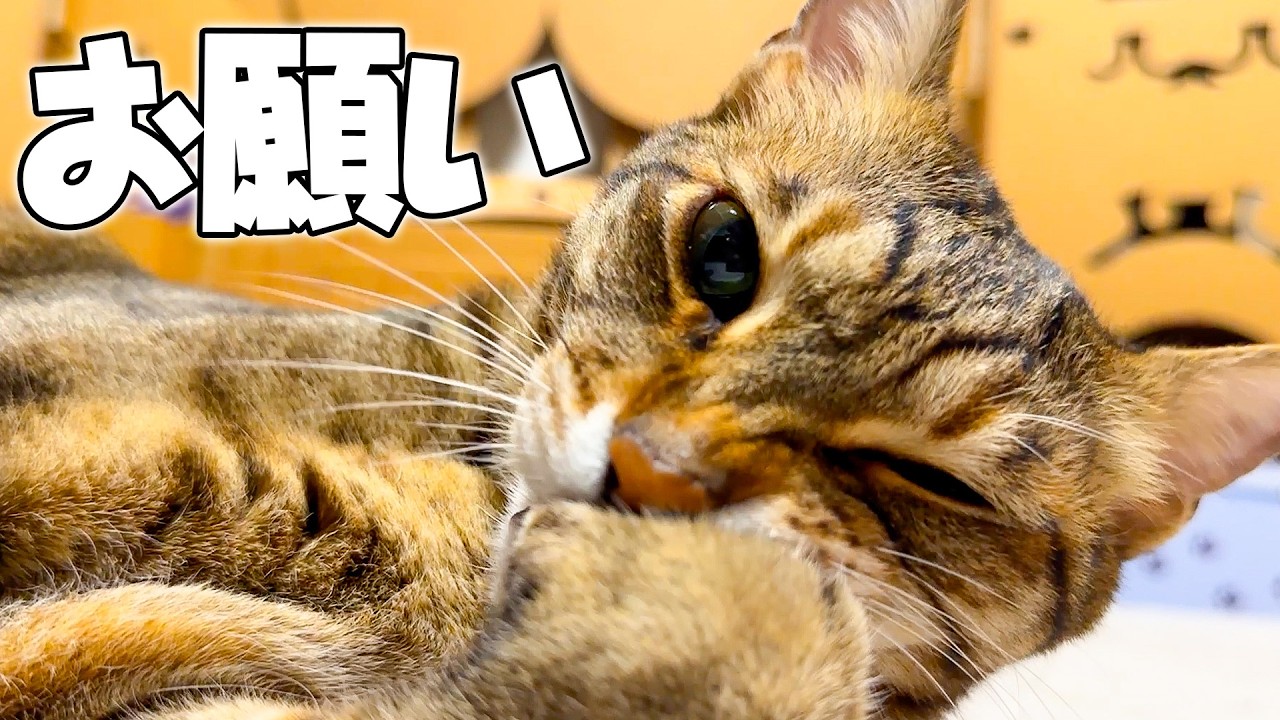 ティガーからみんなへお知らせがあるようです