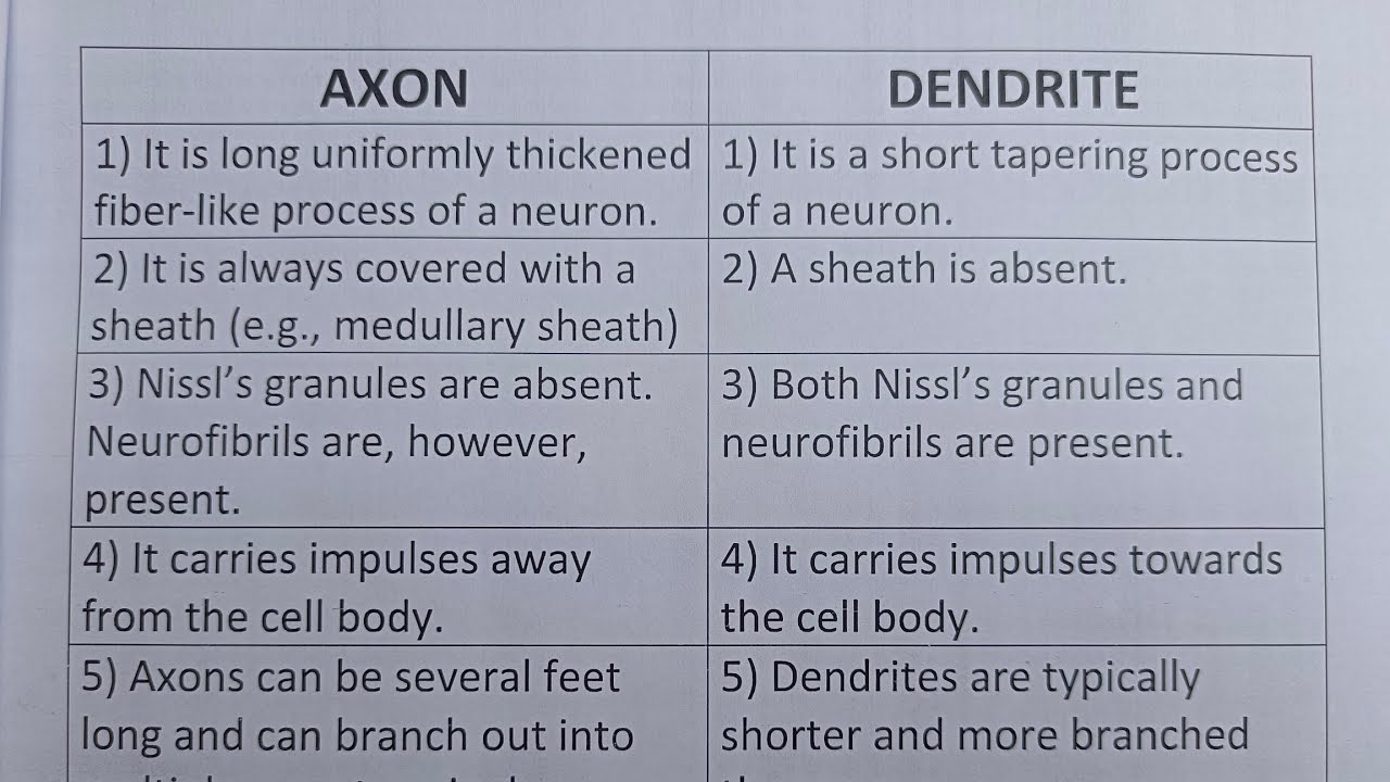 Difference Between Axon And Dendrite?-Class Series