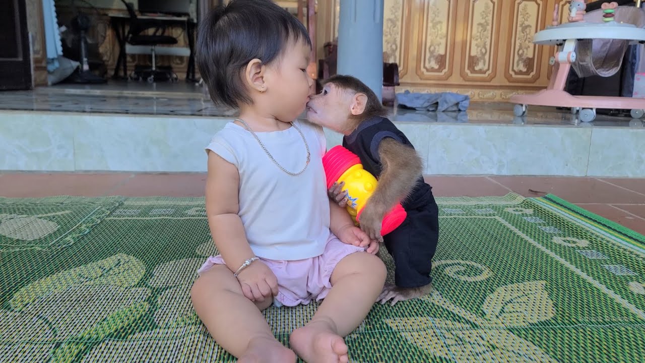 Monkey David tries to kiss the baby💕💋😘