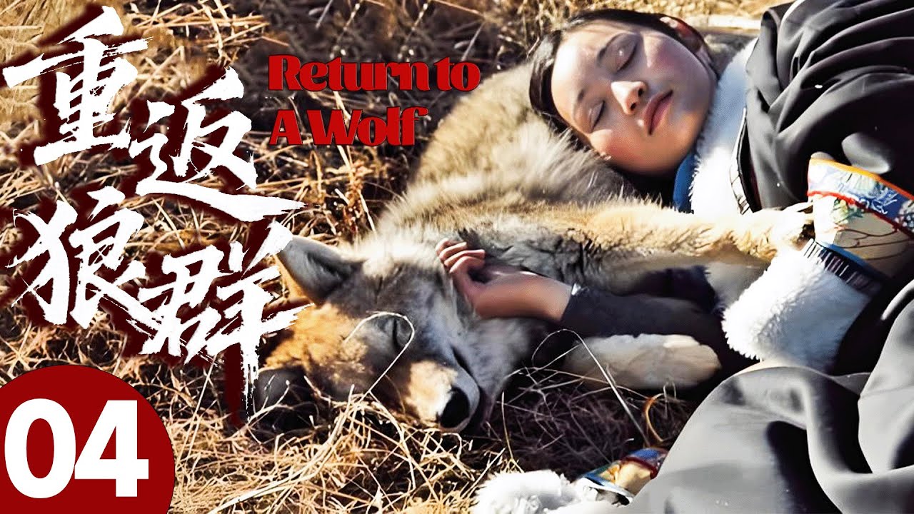 【重返狼群】04🐺人類母親擋在獵人槍前保護狼崽，讓狼崽終生銘記，人狼之情瞬間淚目！#重返狼群 #狼王 #格林