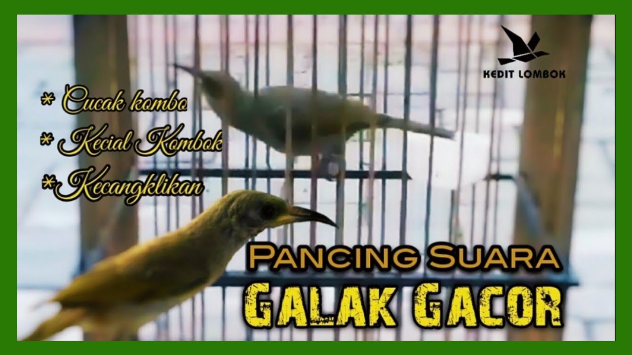 GALAK GACOR!! CUCAK KOMBOK PANCING EMOSI KOMBOK MALAS | @keditlombok8620