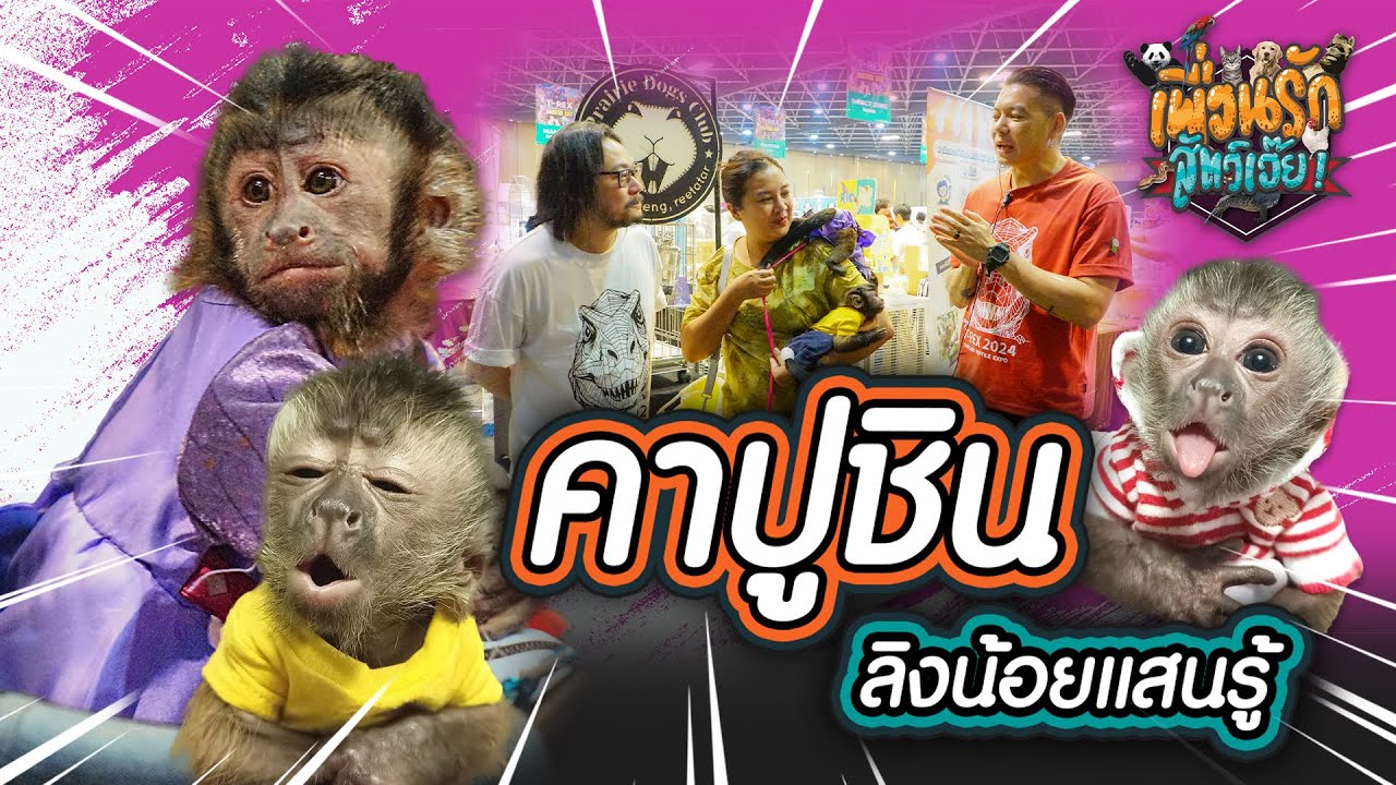ลิงคาปูชิน ลิงน้อยแสนรู้ I เพื่อนรักสัตว์เอ๊ย