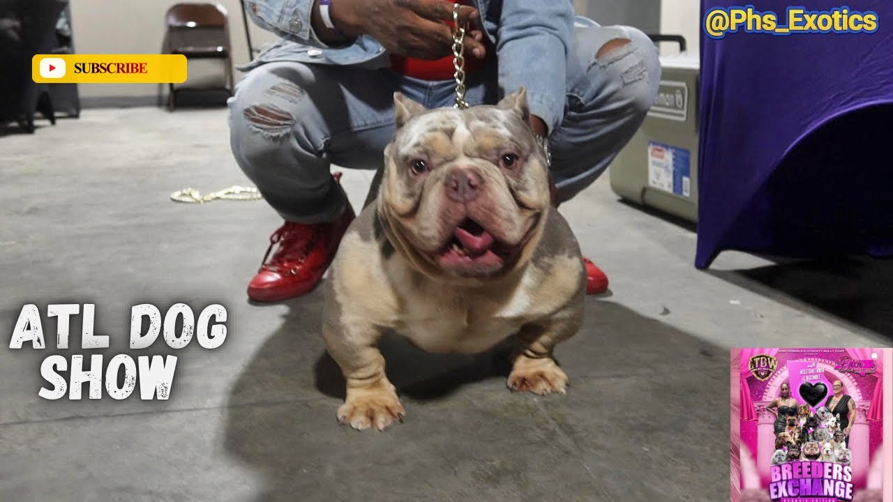 Breeders Exchange Atlanta Dog Show {Must Watch}