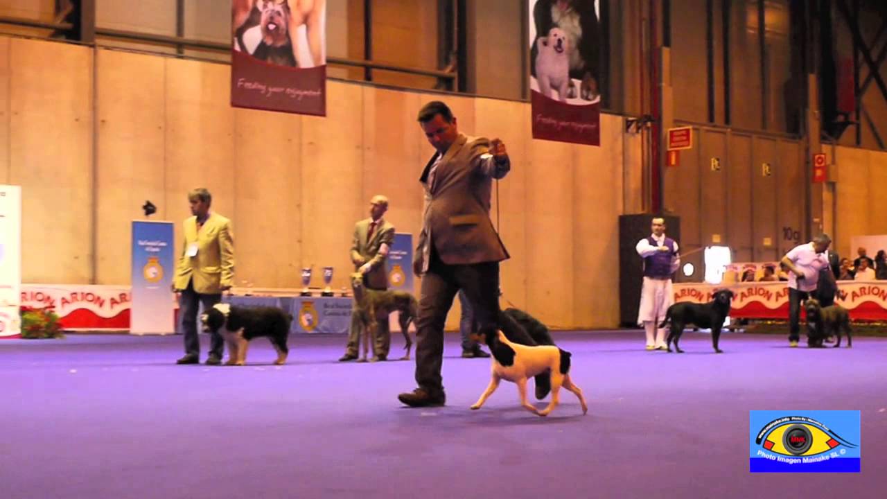 BEST IN SHOW  RAZAS ESPAÑOLAS EXPOSICION INTERNACIONAL PRIMAVERA MADRID 2014