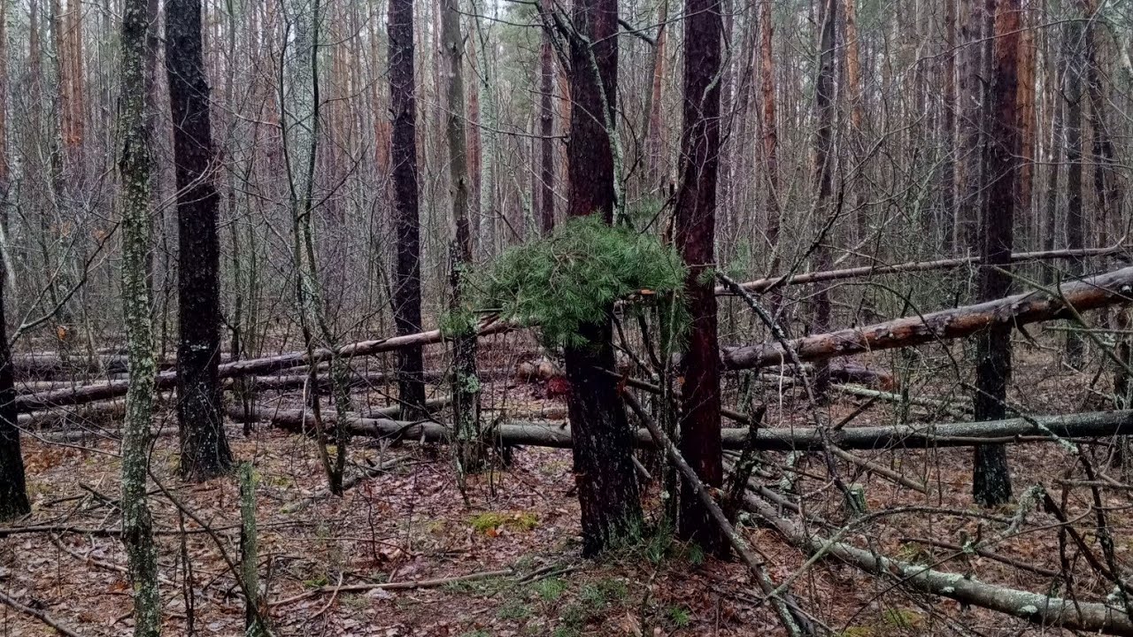 перевірка капканів. полювання буває й таким .