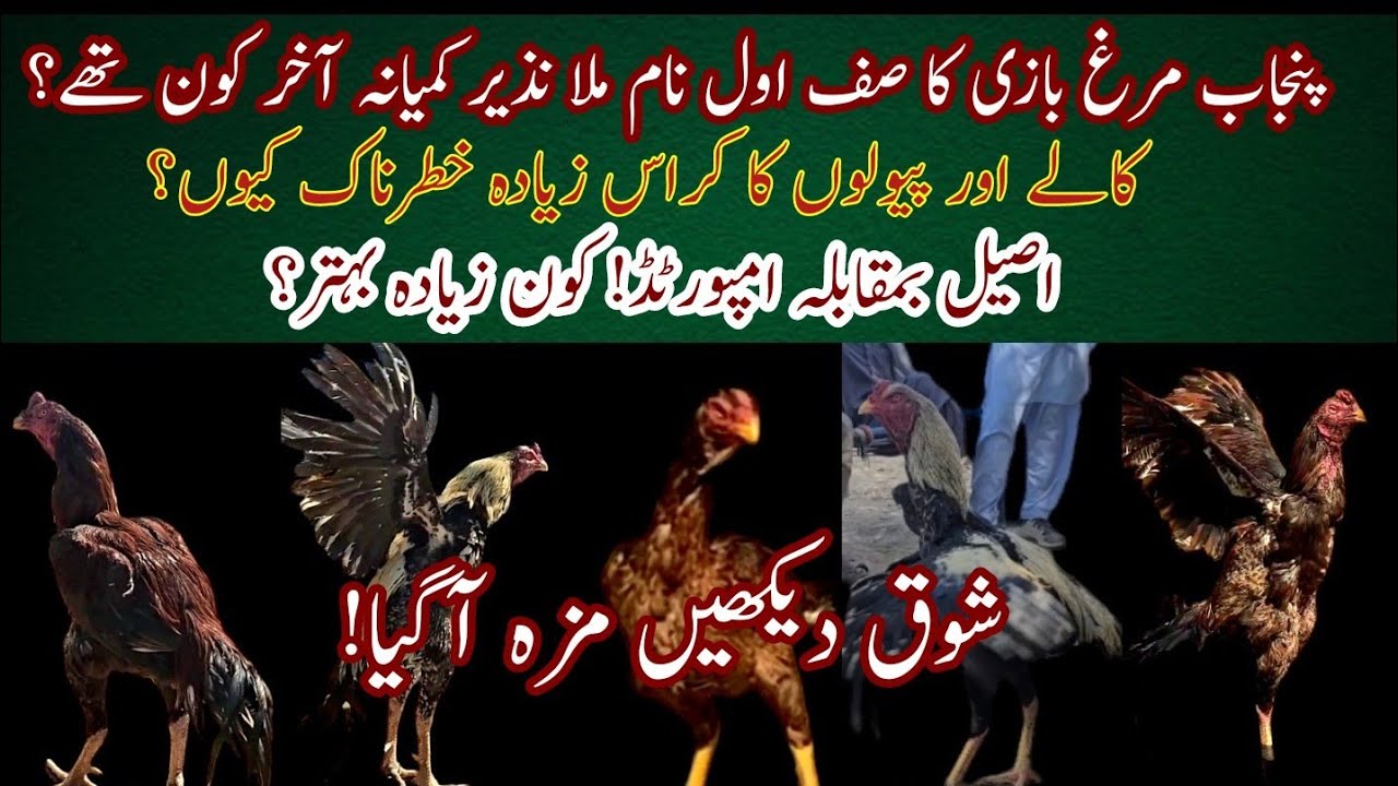 Who was Mullah Nazir Kamyana? Punjab Aseel Murghbaazi Ka Sab se Bara Naam| #aseel #aseelmurga #viral