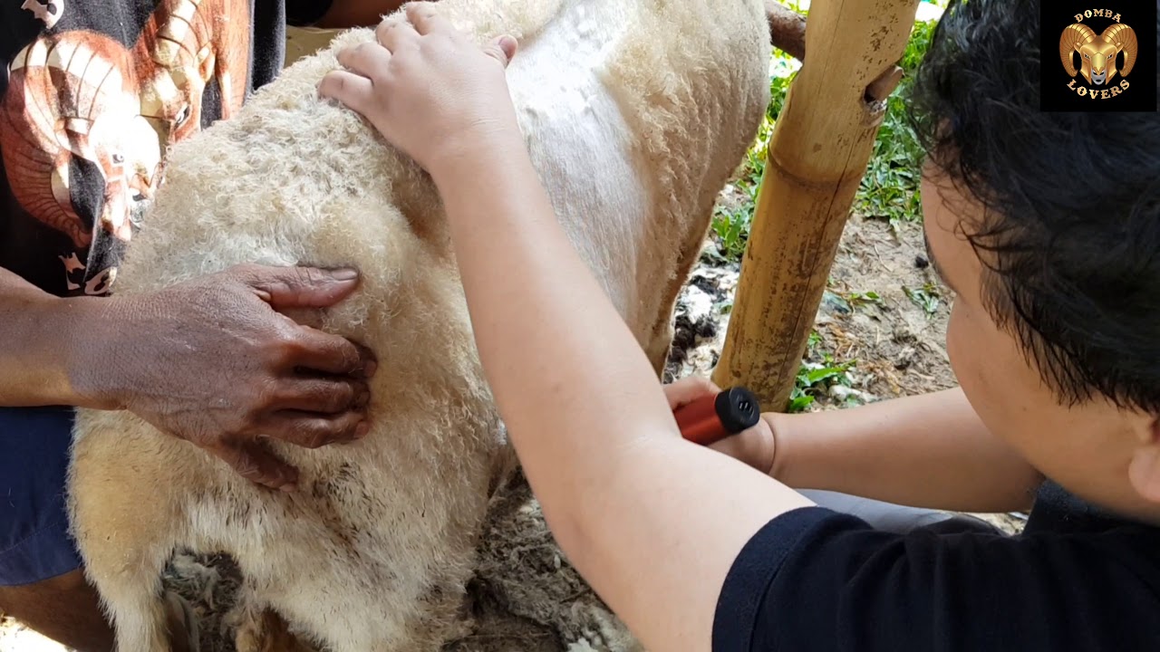 Memilih mesin cukur terbaik untuk domba garut di domba lovers