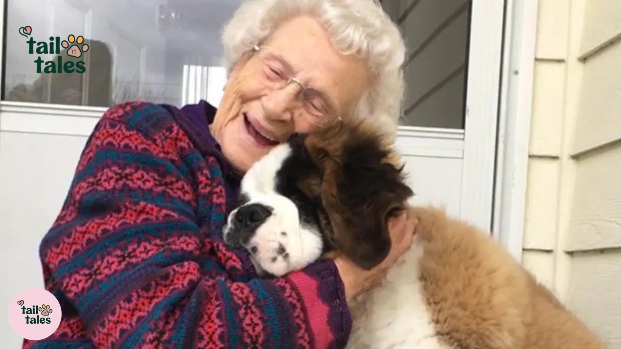 Brody 🐶 The Loyal Friend Who Makes Everyone’s Life More Beautiful ❤️