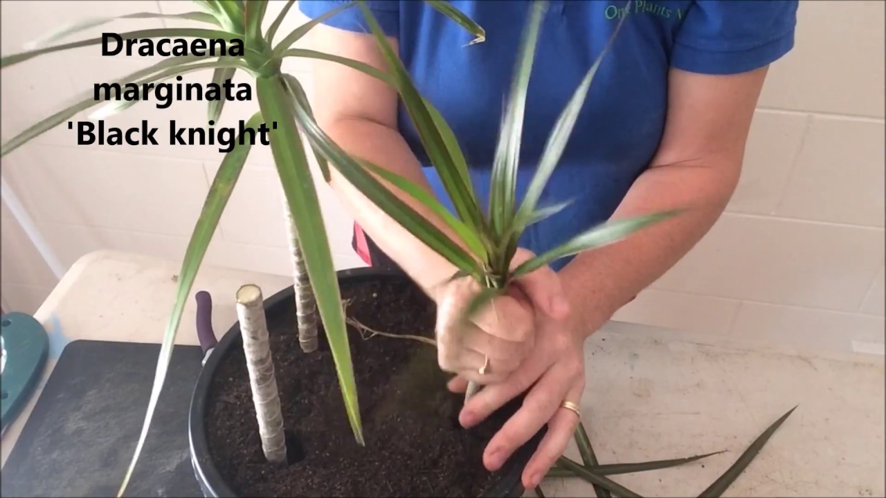 How to Prune & Propagate your Draceana plants