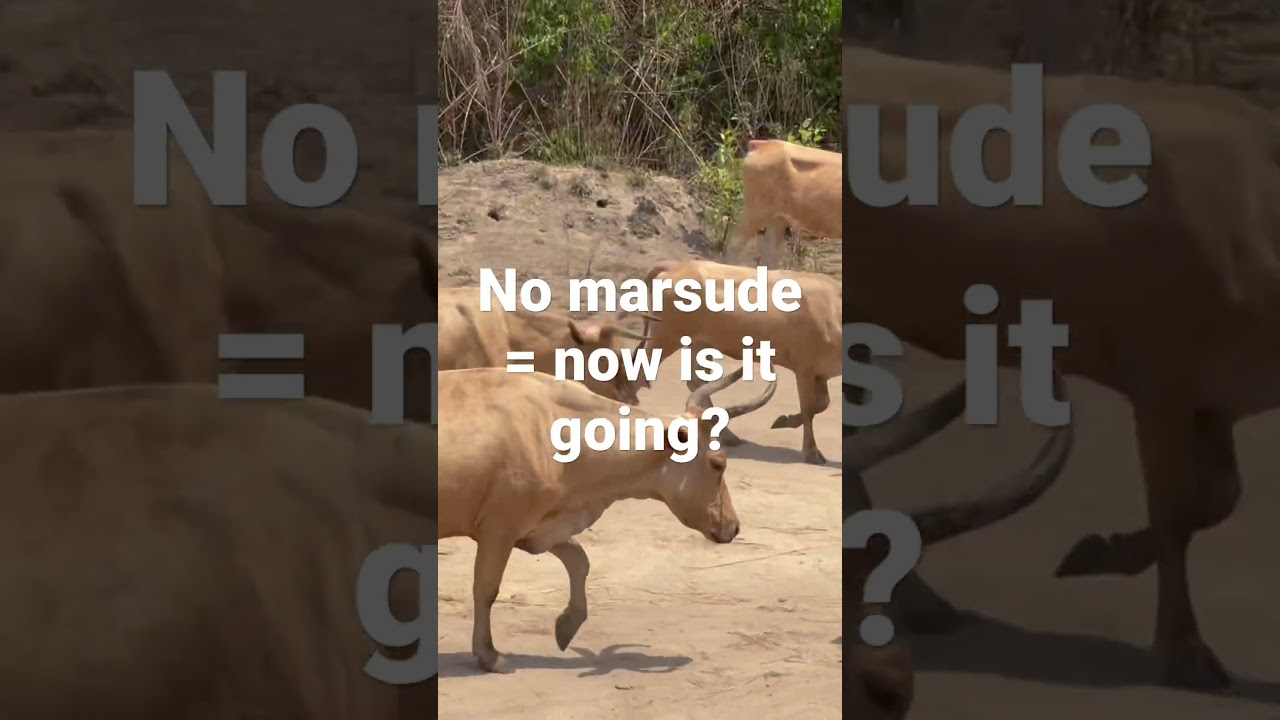 Pulaar lesson #8 | No marsude = now is it going? | #pulaar #shots #pulaar_fulbe #fulani