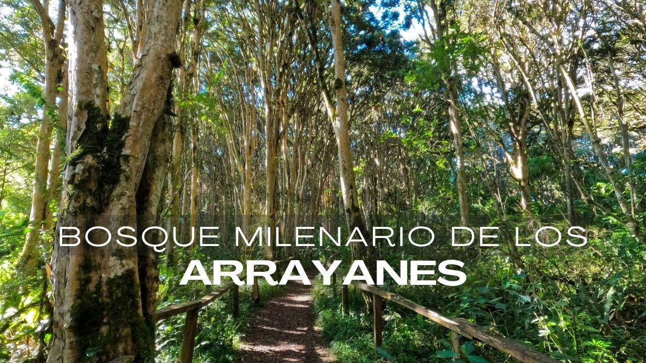 Visitamos el MILENARIO Bosque de los ARRAYANES en ECUADOR #travelvlog