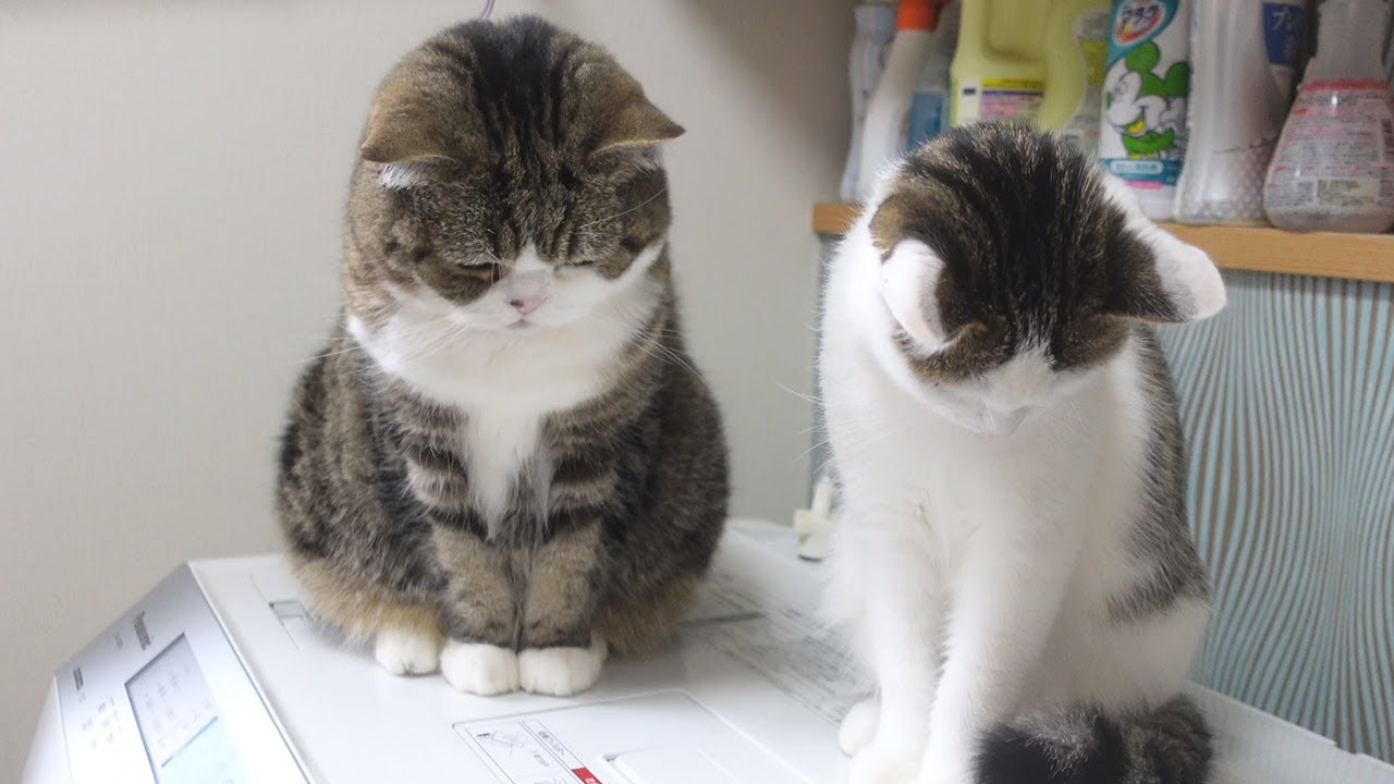 脱水アトラクションを楽しむねこ。-Maru&Miri enjoy the dry cycle attraction.-