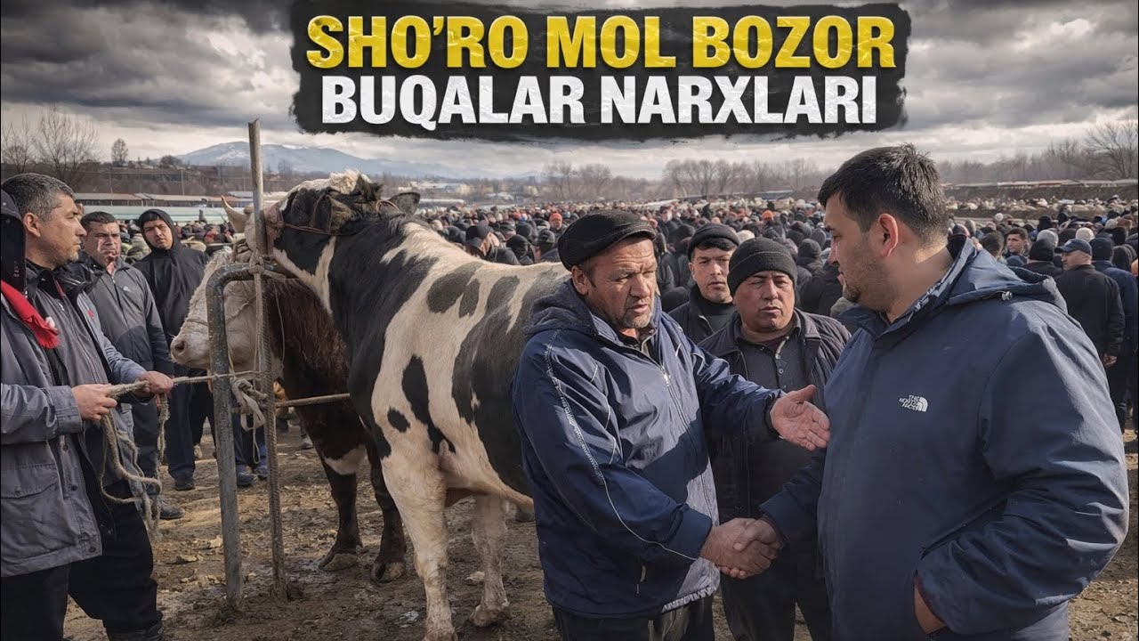 TO'NNALIK BUQALAR FAQAT SHO'RO MOL BOZORGA TUSHADI BUQALAR NARXLARI DAXSHAT 😱