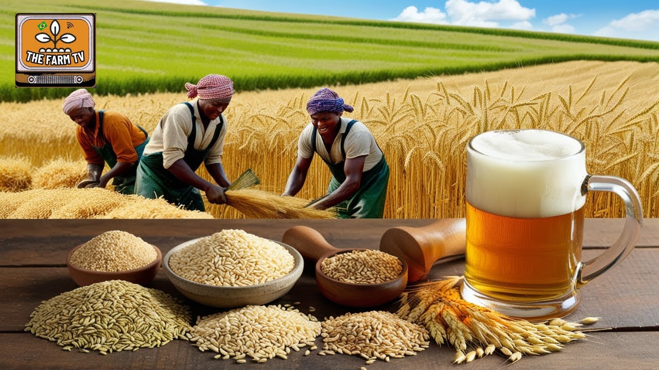 How is BARLEY transformed into BEER? Discover the MALTING process!