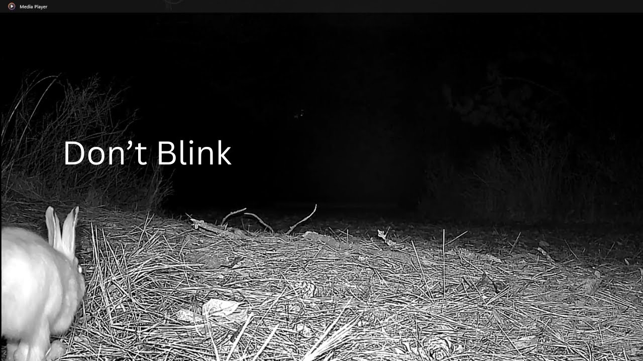 Don't Blink.....Deer Lake Animal Cam