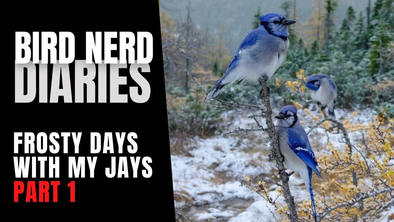 Frosty Days With My Birds (Part 1 of 2) | Bird Nerd Diaries