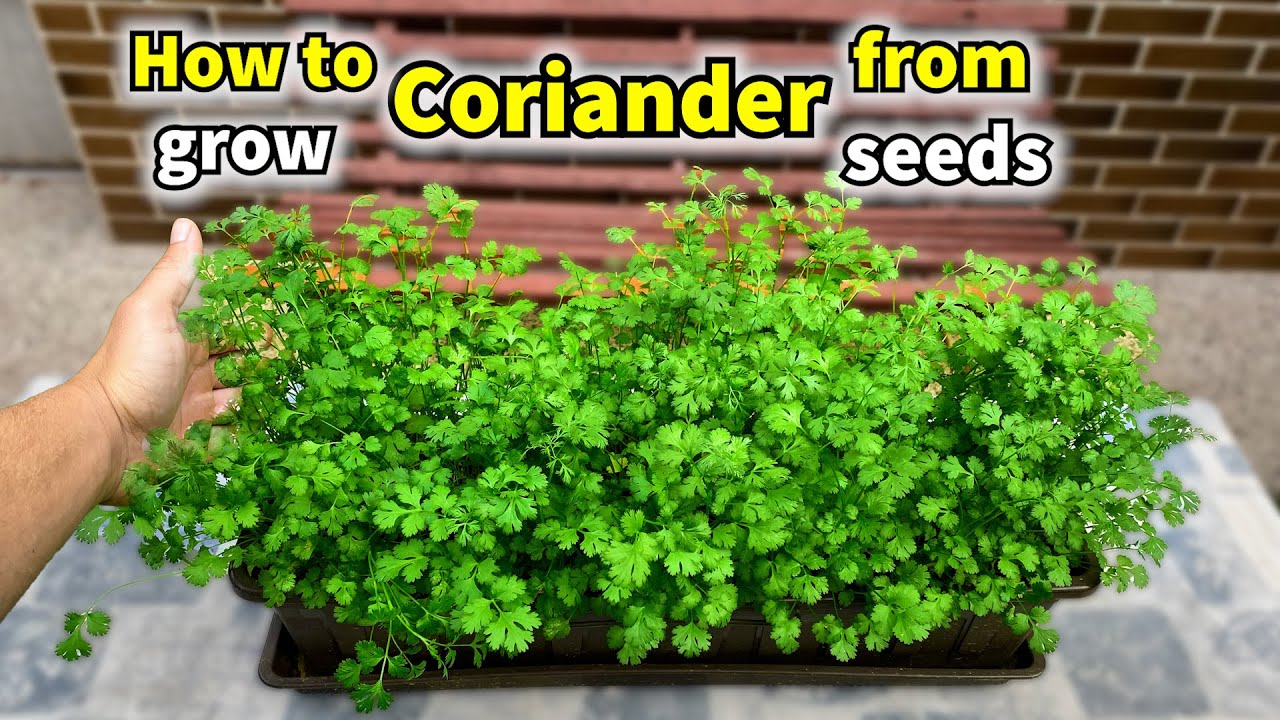How to Grow Coriander from Seed to Harvest (Cilantro)