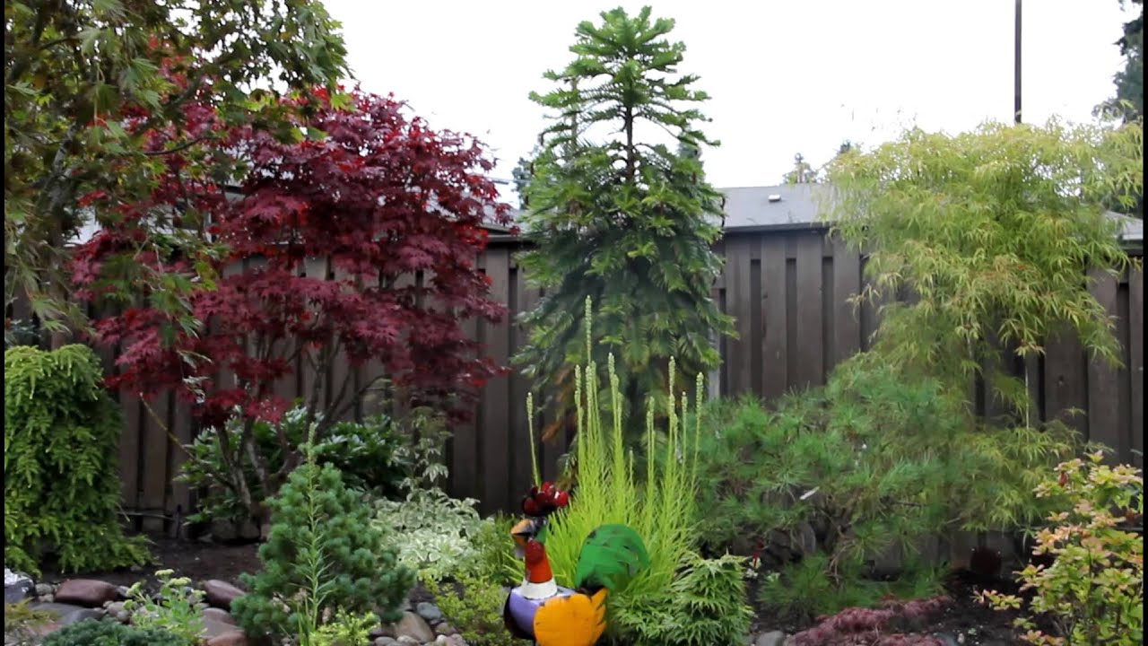 Wollemia noblis in the garden with Japanese maples - Amazing Maples & Crazy Conifers